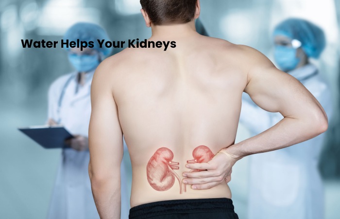 kidney