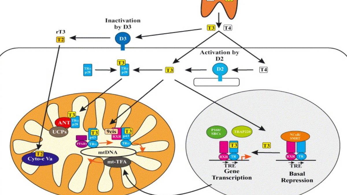 What is a Trup – Definition, Functions, Importance and More