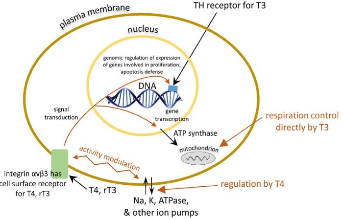 what is a trup (2)