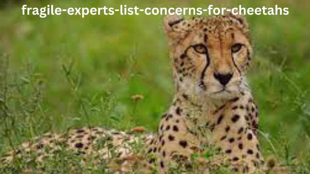 Rajkotupdates. News: Cheetah-Magnificent-But-Fragile-Experts-List-Concerns-For-Cheetahs