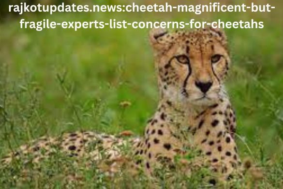 Rajkotupdates. News_ Cheetah-Magnificent-But-Fragile-Experts-List-Concerns-For-Cheetahs (1)